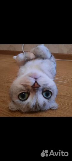 Кошки породистые бесплатно