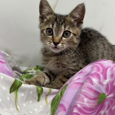 Эгейский котёнок