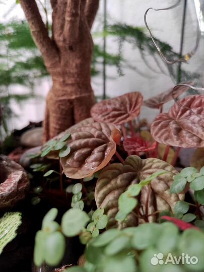 Флорариум с фонтаном