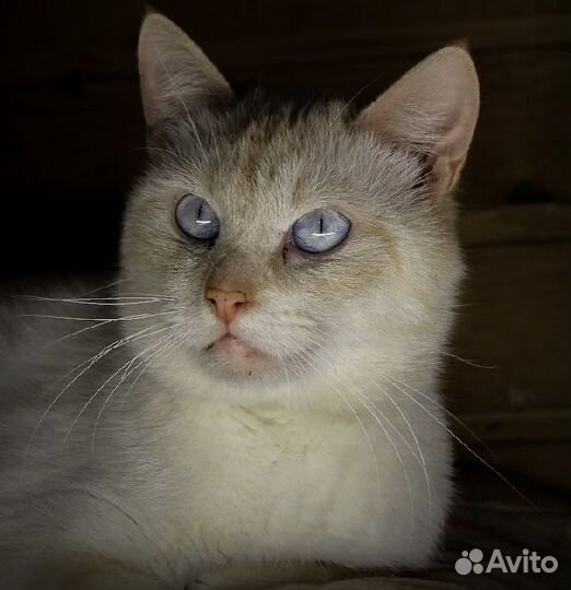 Кошечки и котики в дар