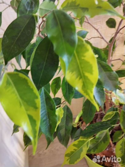 Фикус бенджамина пестролистный Регидан