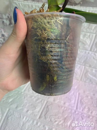 Орхидея фаленопсис биг лип