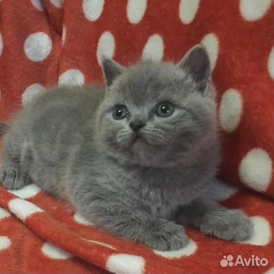 Британцы
