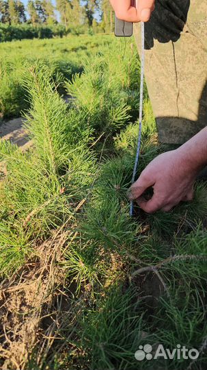 Саженцы ели окс от производителя