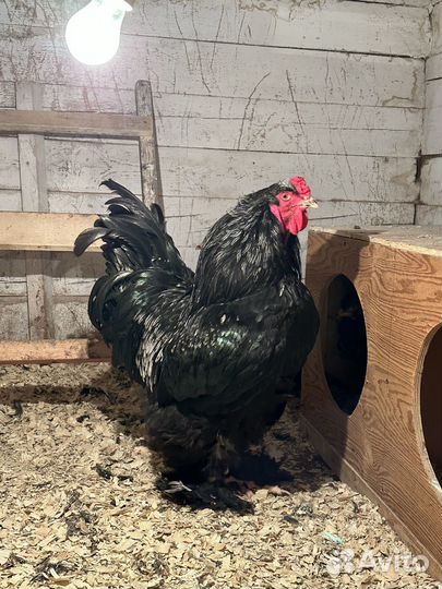 Инкубационное яйцо брама