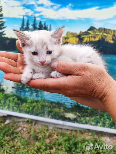 Котенок В дар