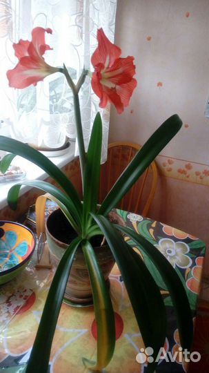 Гиппеаструм (амариллис) оранжевый или лилия