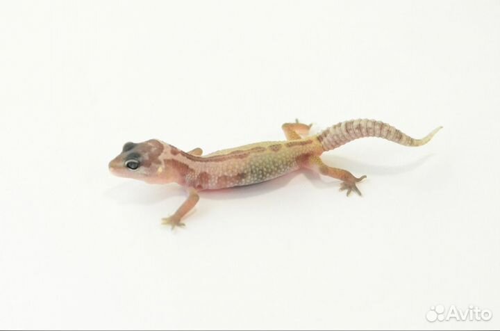 Пятнистый эублефар