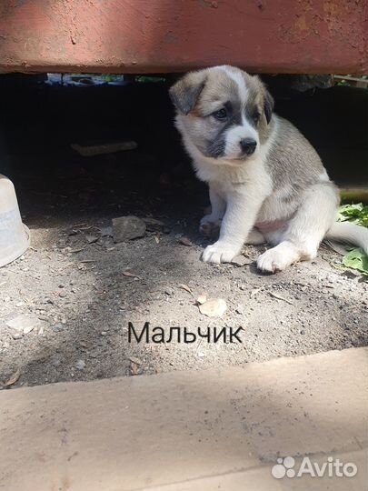 Щенки в хорошие руки