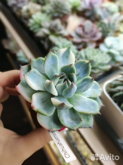 Суккуленты, эхеверии