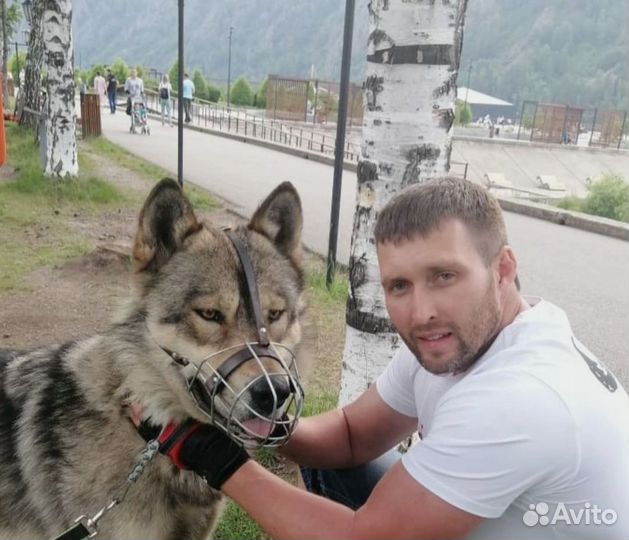 Чёрный Вольфхунд, волкособ, волчонок, влчак