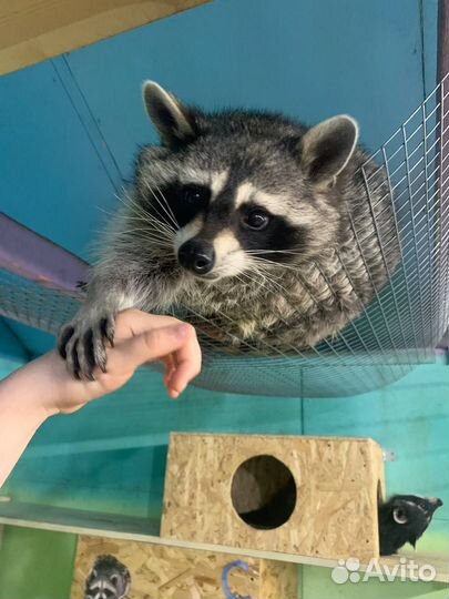 Общение с енотами