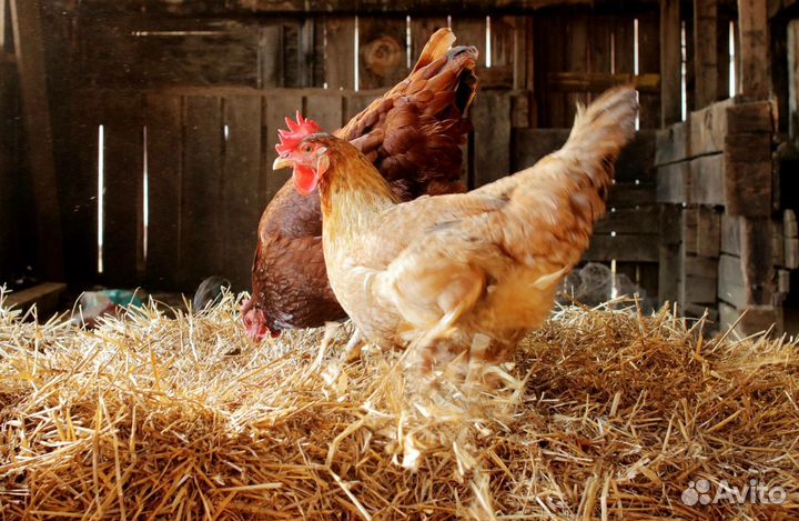 Солома в тюках в Истре