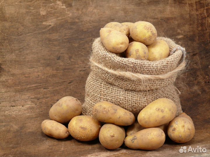 Картофель домашний