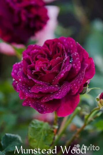 Розы Davidа Austin саженцы