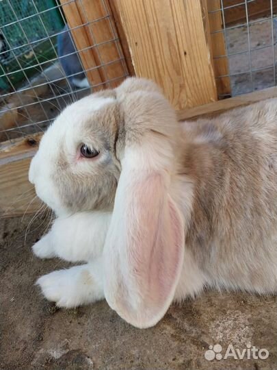 Кролики породы французский баран