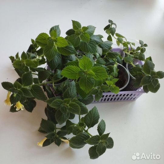 Ростки ахименеса, несколько сортов