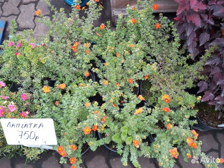 Лапчатка кустарниковая