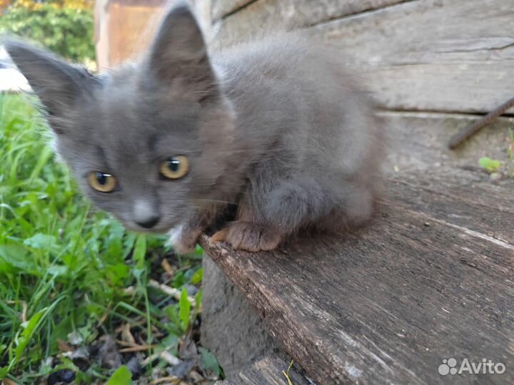 Котята в дар