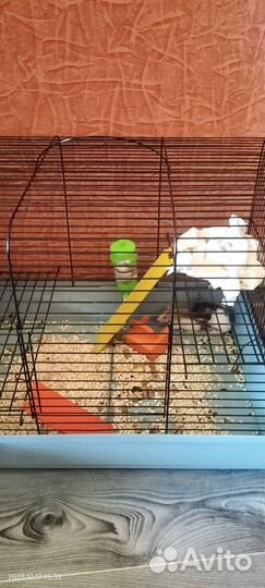 Крыски Дамбо с клеткой