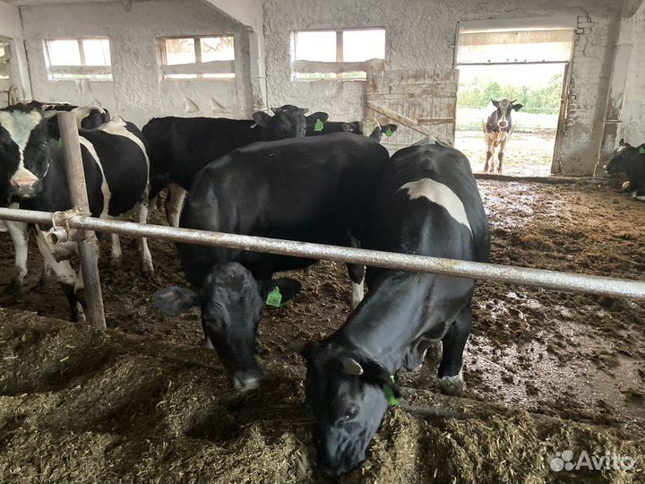 Быки на мясо живым весом