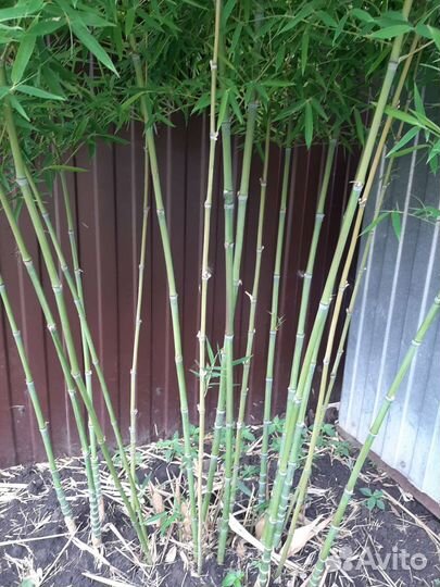 Бамбук садовый