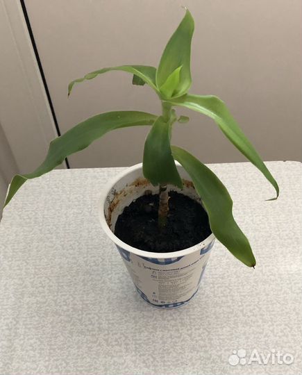 Цветок золотой ус