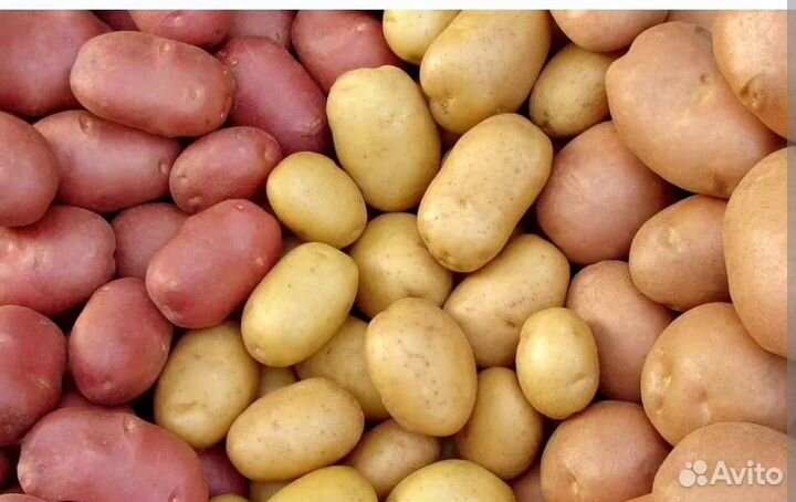 Продам картофель