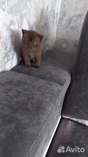 Шотландская кошка