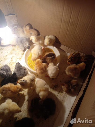 Цыплята суточные