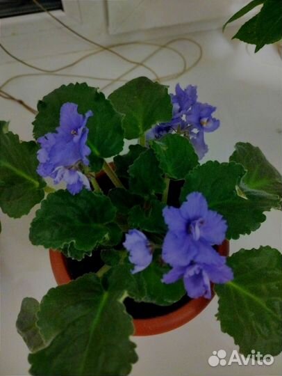 Комнатные растения цветы