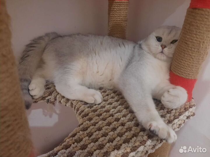 Шотландский вислоухий кот вязка