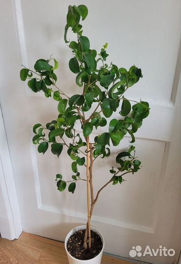 Фикус Букле