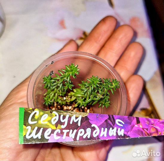 Комнатные растения