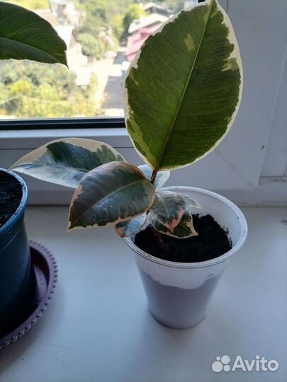 Фикус белиз