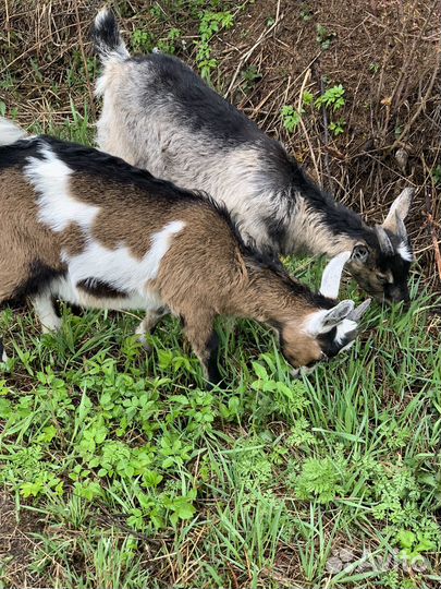 Продам козу и козлят