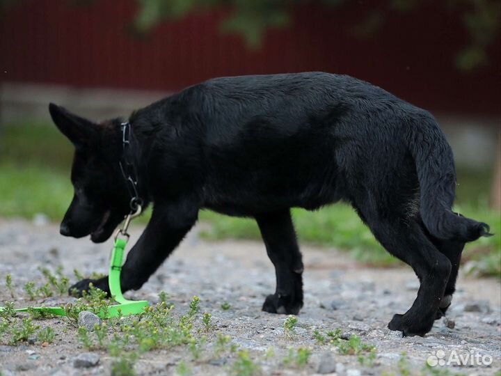 Щенок немецкой овчарки серебристого окраса