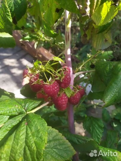 Ремонтантная малина