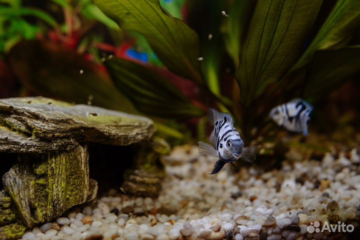 Рыбки платиновые попугайчики