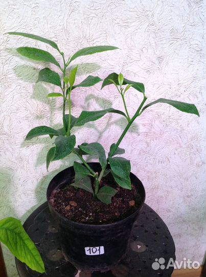 Лимон с плодами высокоурожайный сорт. Доставка