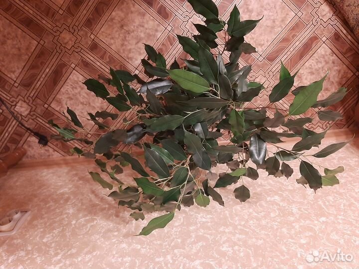 Фикус бенджамина