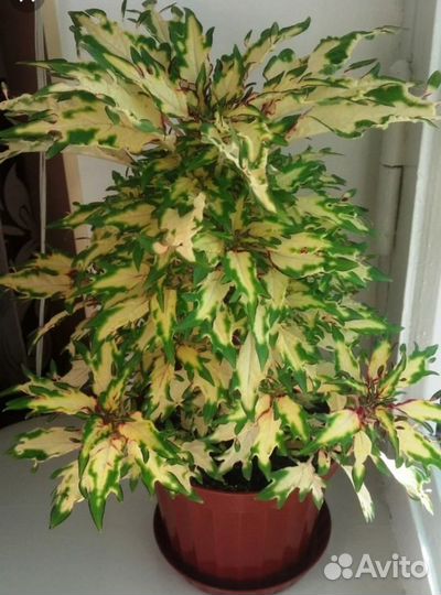 Колеус сортовой