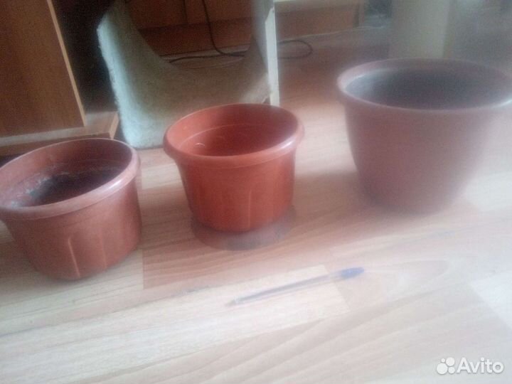 Долларовое дерево