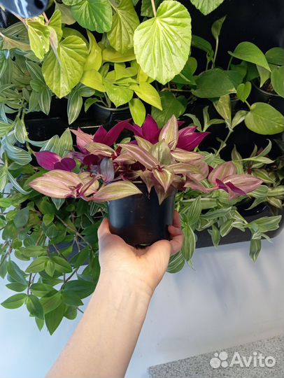 Традесканции