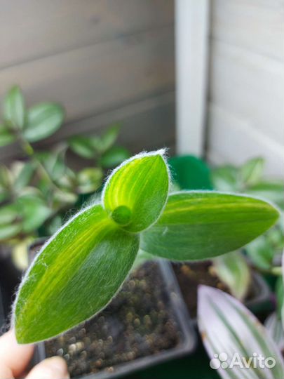 Традисканция