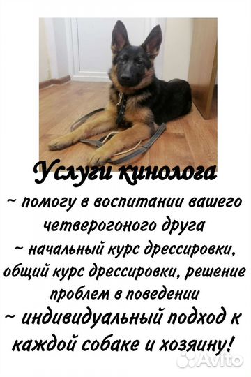 Услуги кинолога