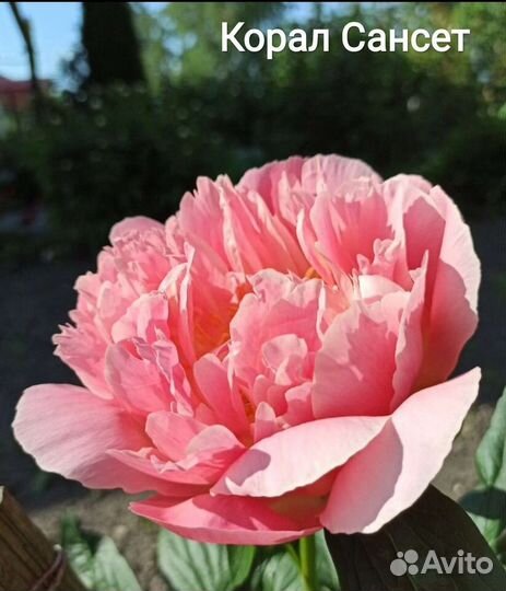 Корал Шарм пион