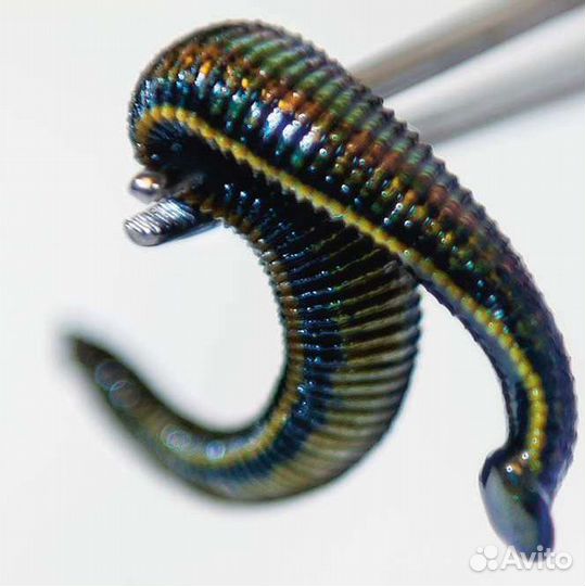 Пиявки медицинские