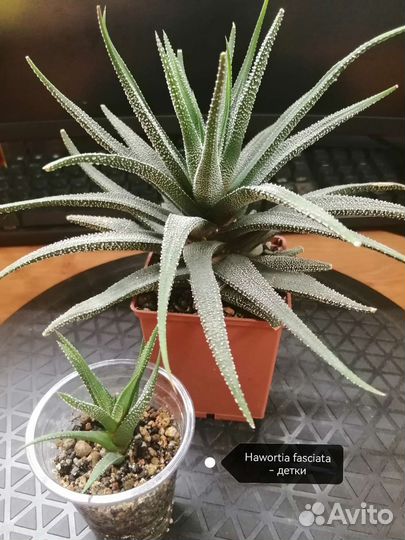 Суккуленты