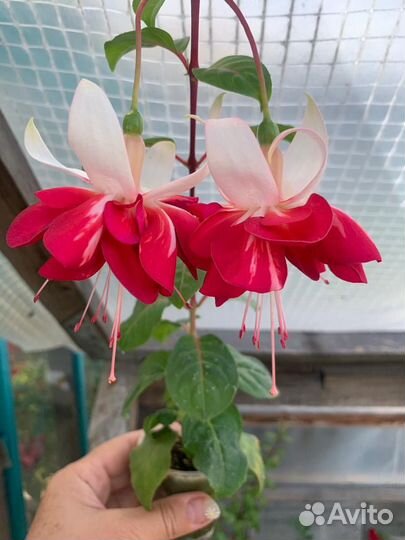 Фуксия сортовая, 250